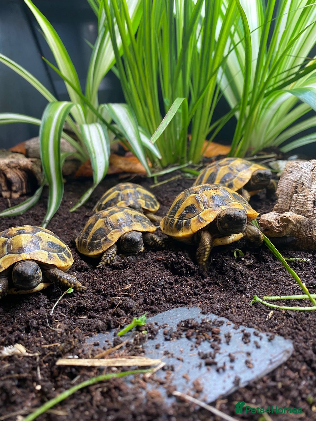 Tortoise reptiles for sale: Hermanns Tortoise Hatchling - Testudo Hermanni - Advert 7
