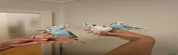 Budgerigars birds for sale: Handreared, semitamed, tamed budgies  - Advert 6