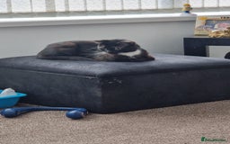 Mixed Breed cats for sale: Male cat - Image 3