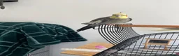 Cockatiels birds for sale: Breeding pair of cockatiels  in Bedford - Advert 2