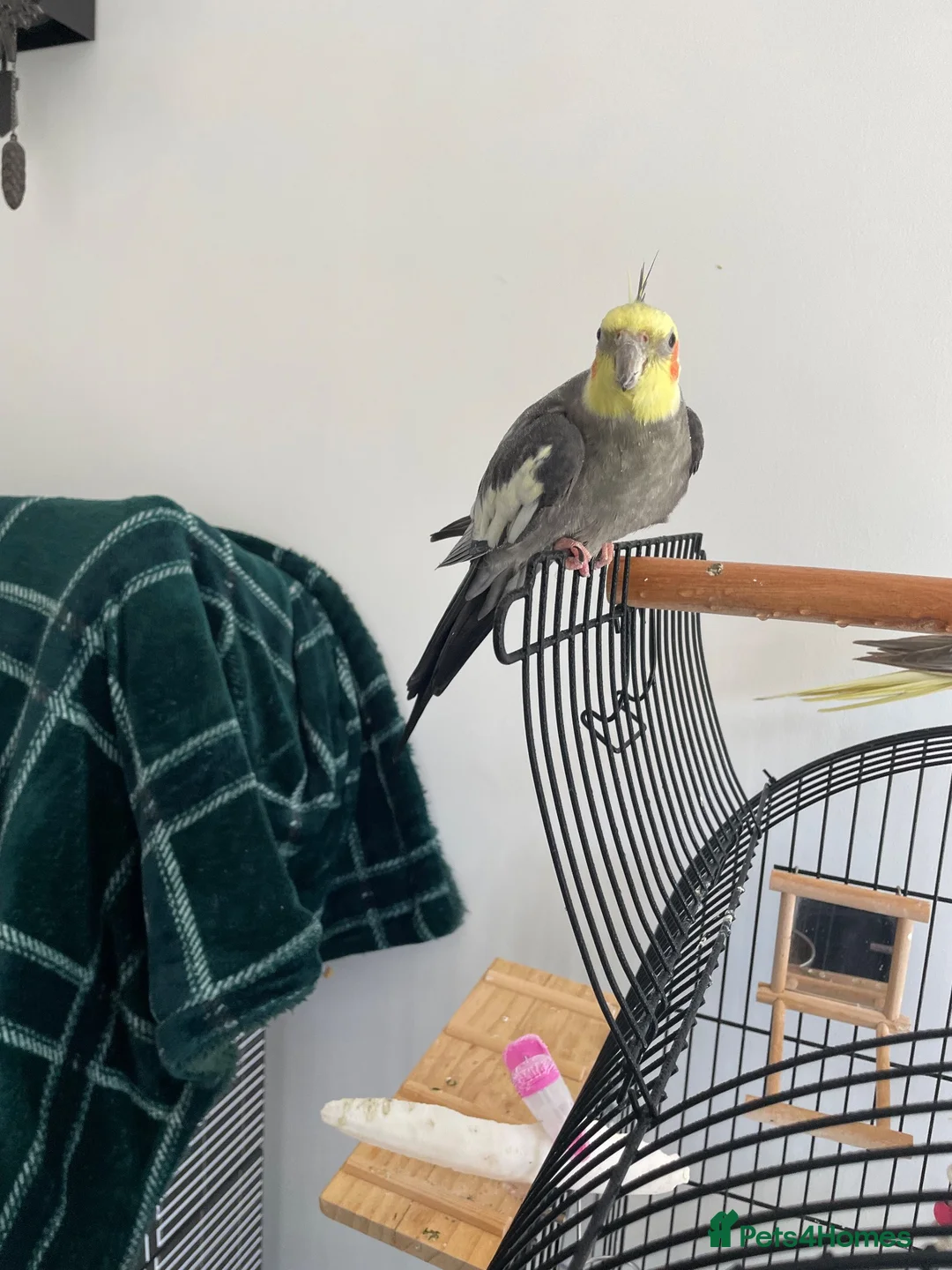 Cockatiels birds for sale: Breeding pair of cockatiels  in Bedford - Advert 2