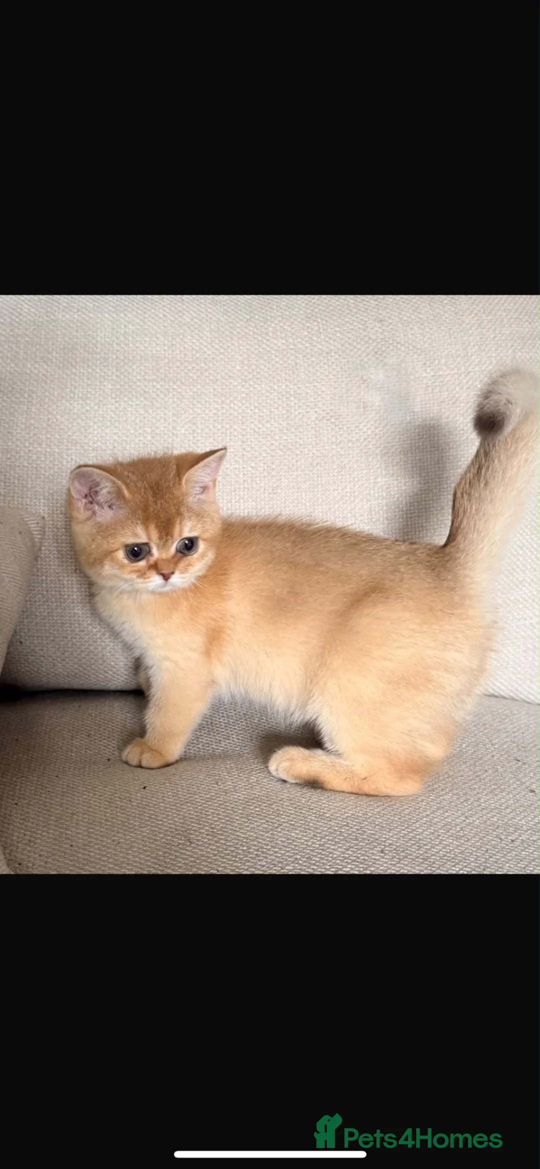 British Shorthair cats for sale: Active chocolate gold girl  - Advert 4