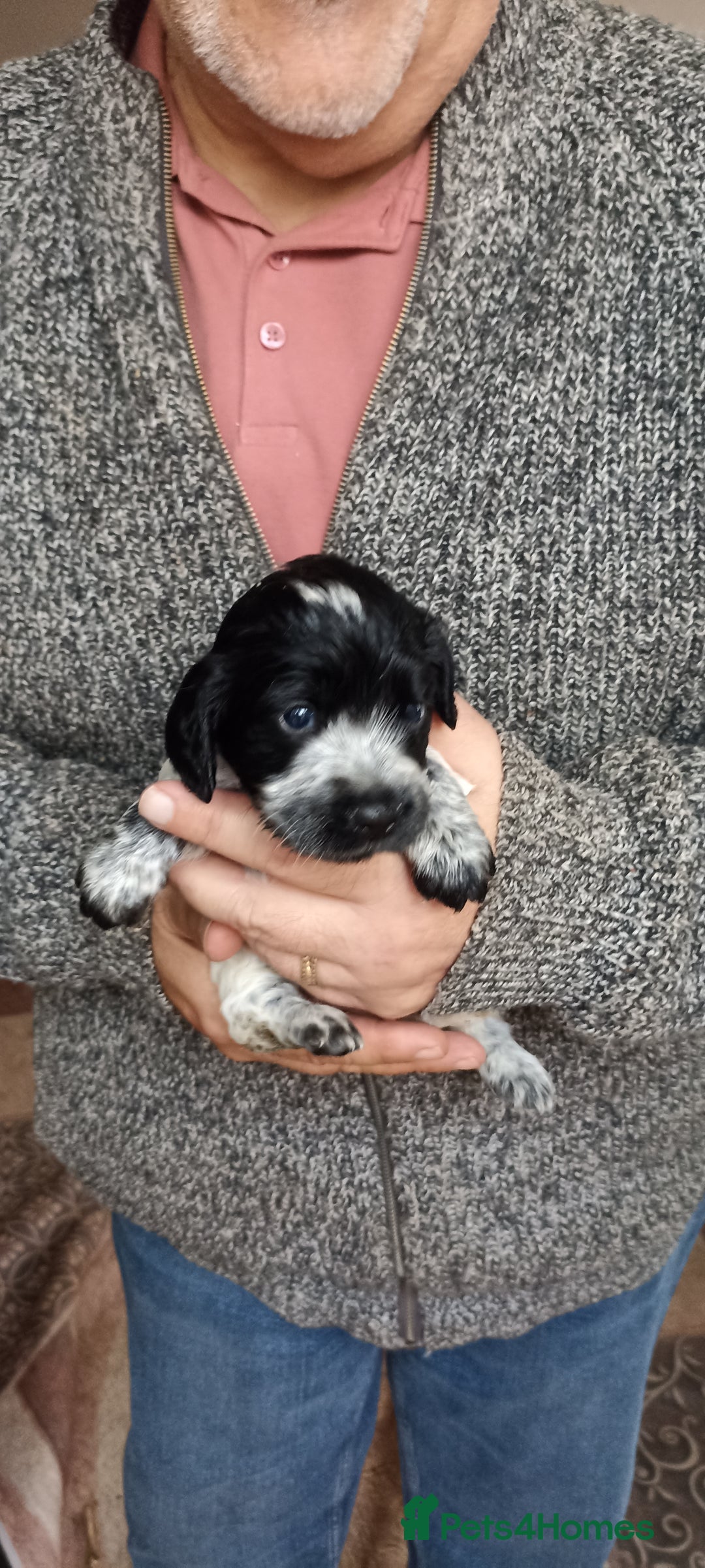 Cocker Spaniel dogs for sale: Stunning cocker spaniel litter  - Image 7