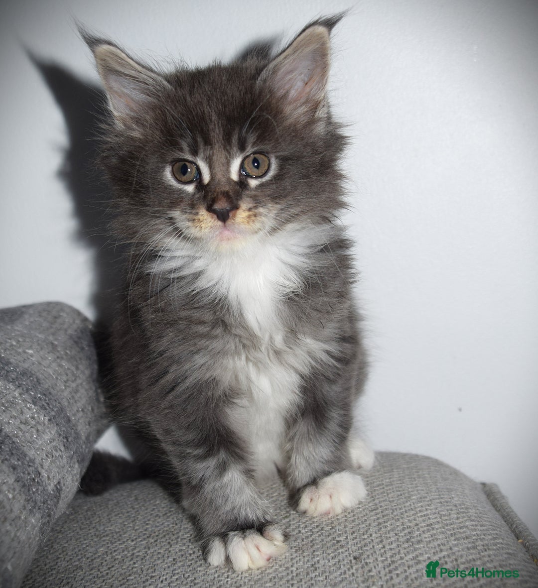 Maine Coon cats for sale: Maine Coon kittens/ Ready to Now    - Advert 15