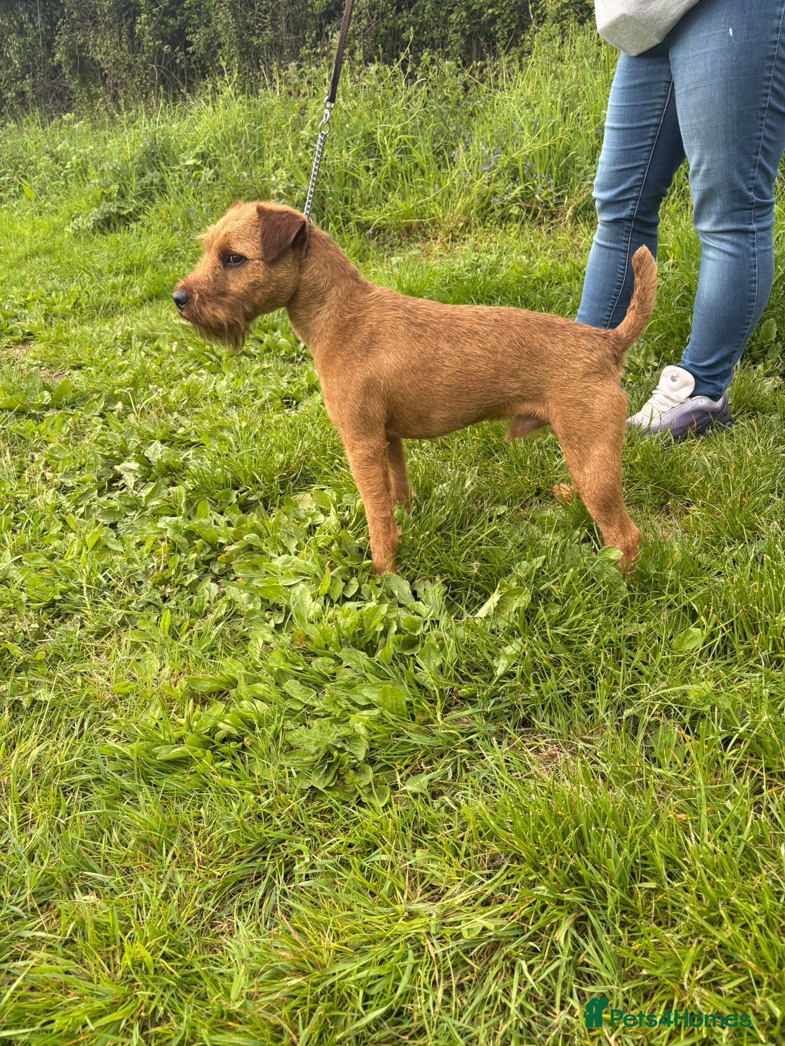 Mixed Breed dogs Male Lakeland  - Advert 15