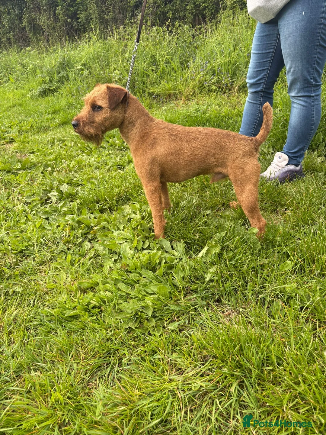 Mixed Breed dogs for sale: Male Lakeland  - Advert 1