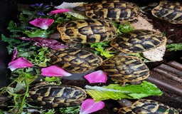 Hermann Tortoise reptiles for sale: Hermanns Tortoise babies - Image 7