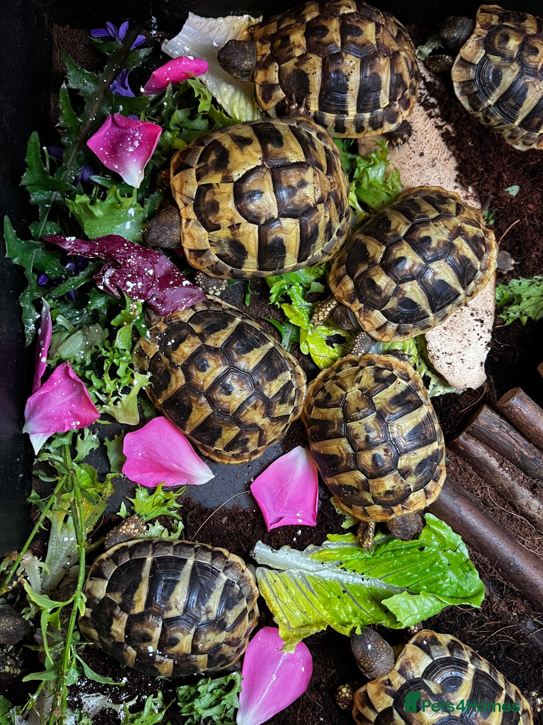 Hermann Tortoise reptiles for sale: Hermanns Tortoise babies - Image 7