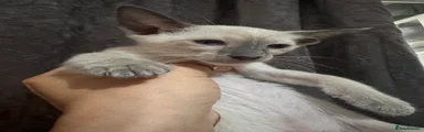 Siamese Kitten 5