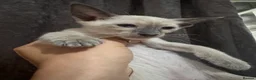 Siamese cats for sale: 6 stunning Siamese kittens available  - Advert 4