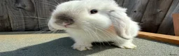 Mini Lop rabbits for sale: Pure mini lops  - Advert 2