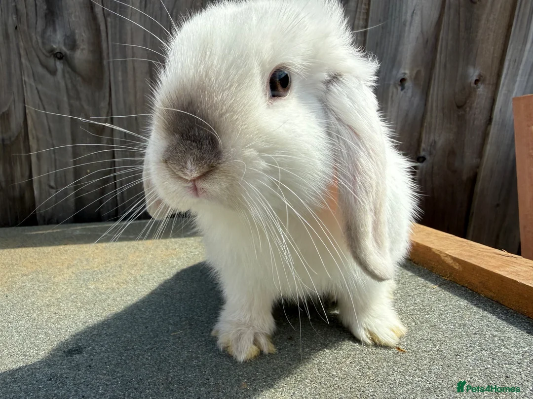 Mini Lop rabbits for sale: Pure mini lops  - Advert 2