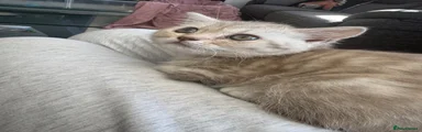 Cinnamon 
