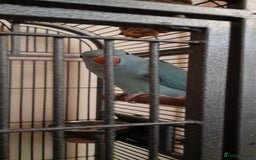 Parrots birds for sale: Bugys, Blue Indian Ringneck Parrot - Image 7
