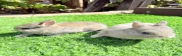 Netherland Dwarf rabbits for sale: Pure Netherland Dwarf  - Advert 10