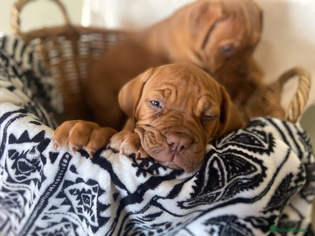 Dogue De Bordeaux dogs for sale: Dogue de Bordeaux 9 weeks old. Two girls, one boy - Image 2