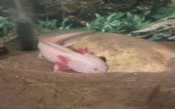 Axolotl reptiles for sale: Axolotl and tank for sale - Image 4