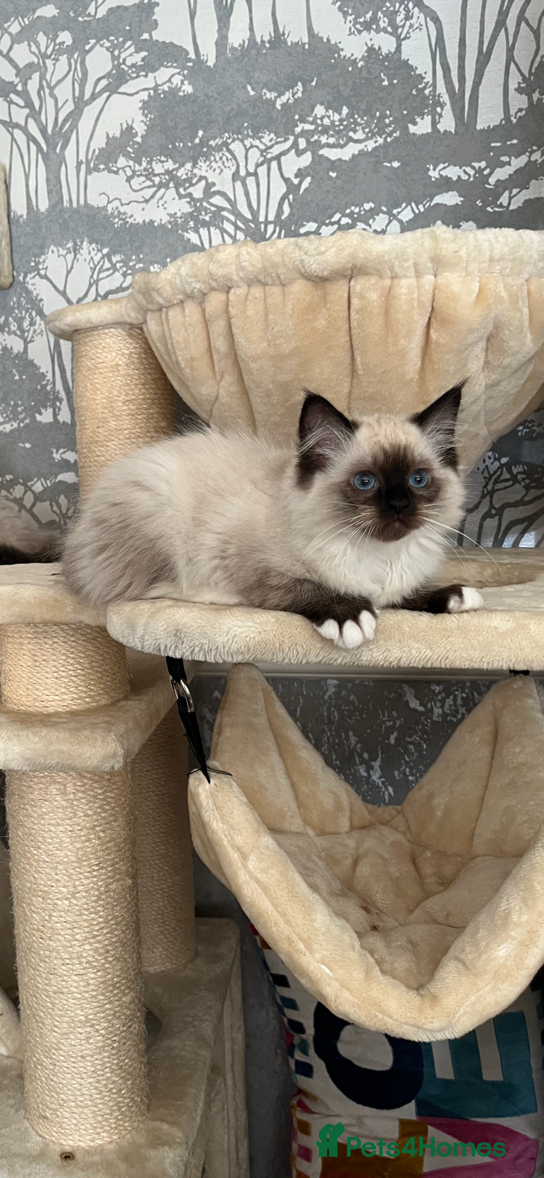 Ragdoll cats for sale: GCCF REGISTERED DNA TESTED PARENTS AND CLEAR  - Image 34
