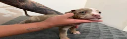 American Bully dogs for sale: American pocket bully puppies for sale 🐾 - Advert 11