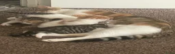 Mixed Breed cats for sale: Mixed tabby  - Advert 1