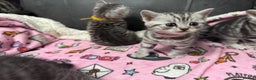 British Shorthair cats for sale: GCCF REGISTERED SILVER TABBY & SPOTTED BSH KITTENS - Advert 30