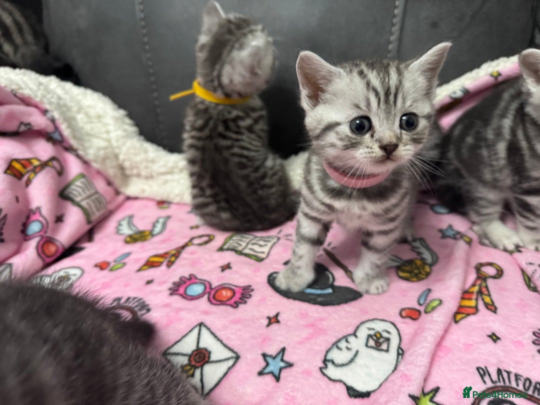 British Shorthair cats for sale: GCCF REGISTERED SILVER TABBY & SPOTTED BSH KITTENS - Advert 30
