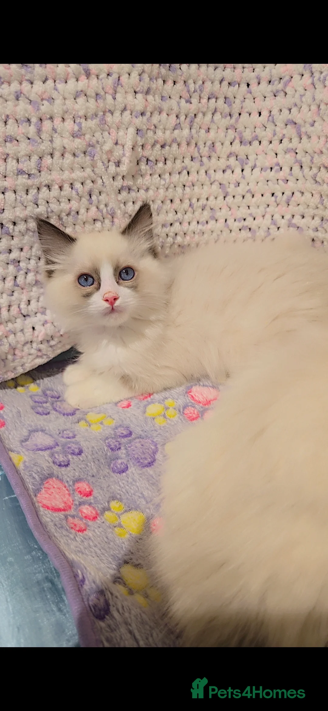 Ragdoll cats for sale: TICA REGISTERED KITTENS/Active - Advert 28