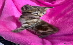 Maine Coon cats for sale: Beautiful Maine Coon Cross Kittens  - Image 28