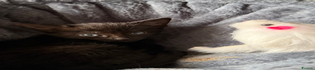 Russian Blue Kitten 1