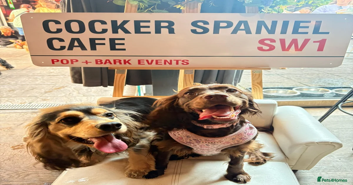 Grey grey Cocker Spaniel Puppies for sale | Pets4Homes