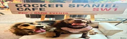 Cocker Spaniel dogs for sale: Stunning Cocker Spaniels  - Advert 2