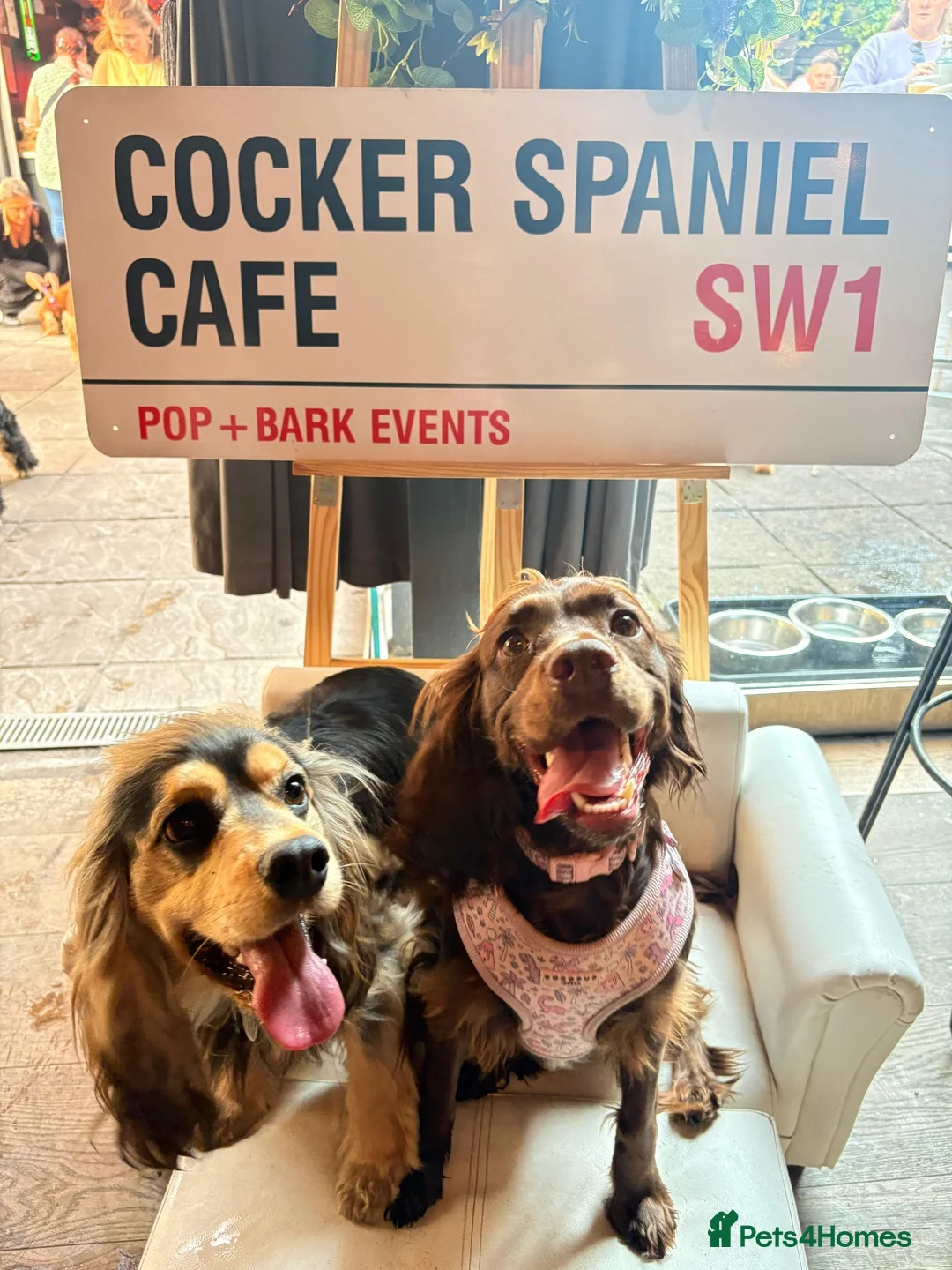 Cocker Spaniel dogs for sale: Stunning Cocker Spaniels  - Advert 2