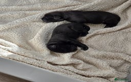 Labrador Retriever dogs for sale: Black labrador puppies  - Image 2