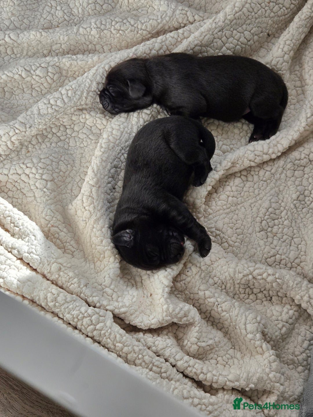 Labrador Retriever dogs for sale: Black labrador puppies  - Image 2