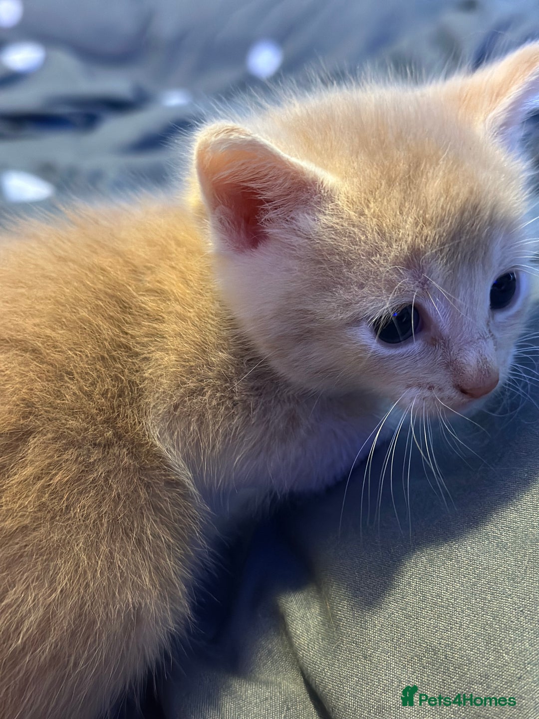 Mixed Breed cats for sale: Beautiful kittens  - Image 18