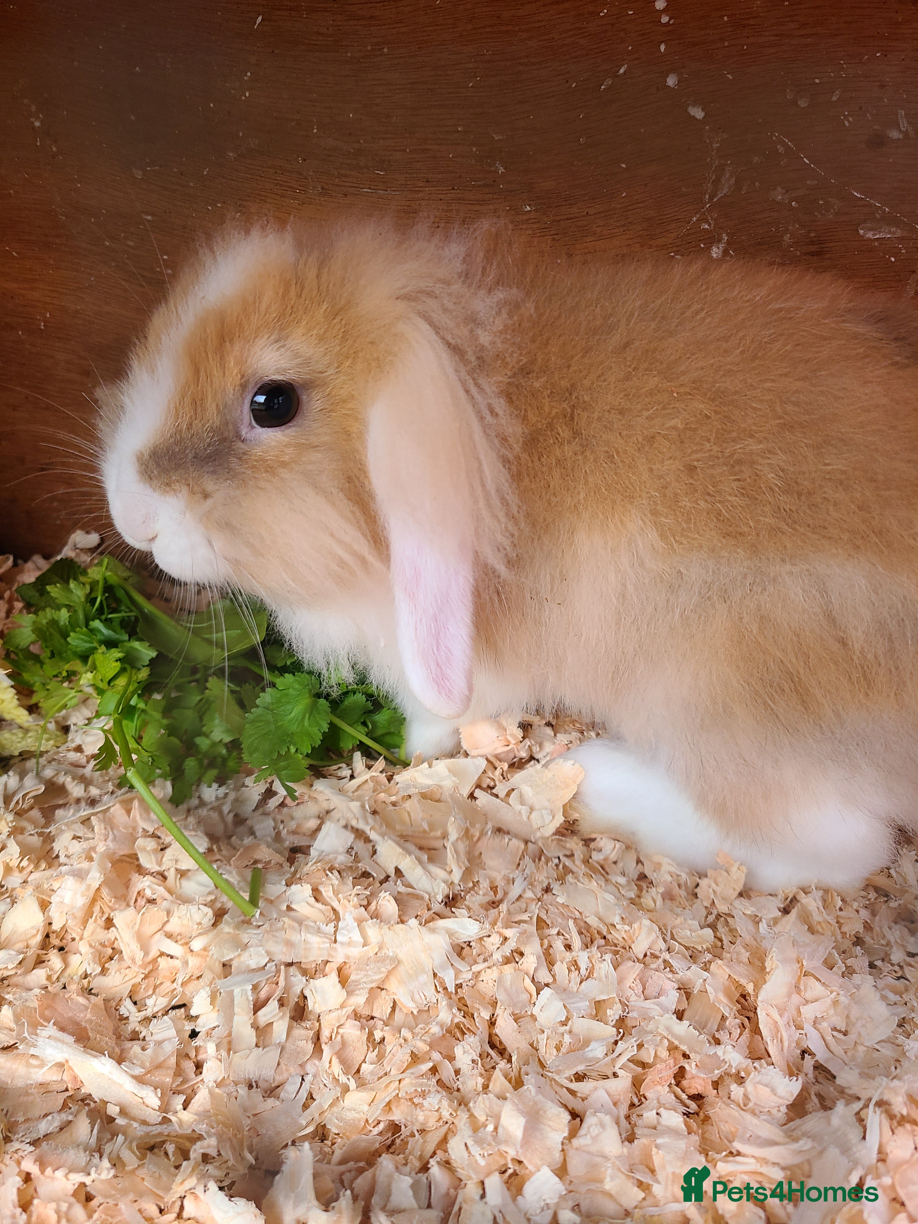 Mini Lion Lop rabbits Baby rabbits ready now males left - Advert 2