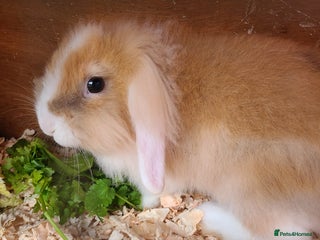 Mini Lion Lop rabbits Baby rabbits ready now males left - Advert 2