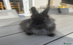 Lionhead rabbits for sale: 1 x male lionhead  - Image 3