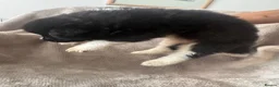 Akita dogs for sale: Beautiful Chunky American Akita Puppies - Advert 29
