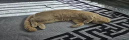British Shorthair cats for sale: B Mohammed  - Advert 4