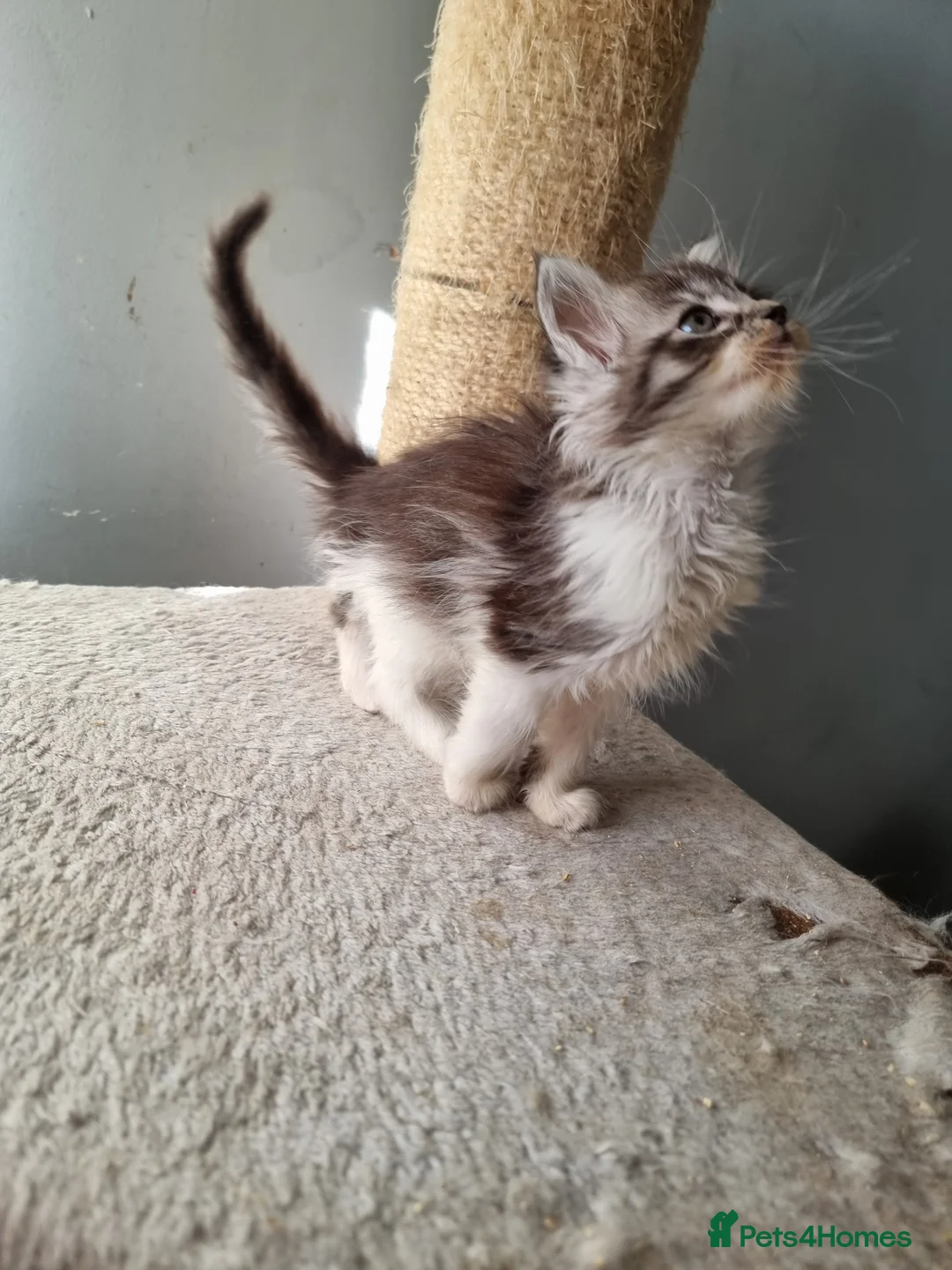 Maine Coon cats for sale: 2 litters of Maine Coon - Advert 37