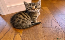Bengal cats for sale: Sweet kittens - Image 7