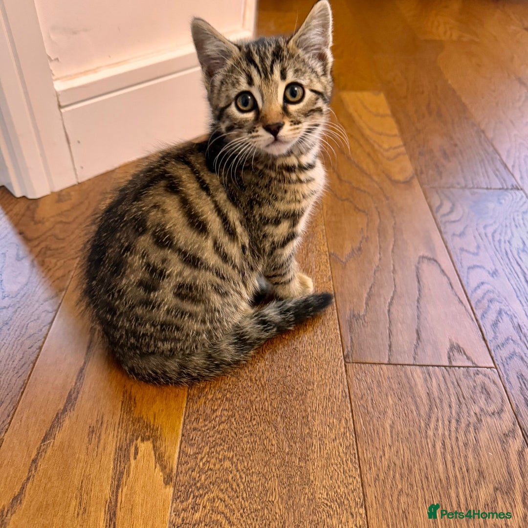 Bengal cats for sale: Sweet kittens - Image 7