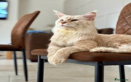 Maine Coon cats for stud: Stud Services - Red Silver TICA Maine Coon - Image 1