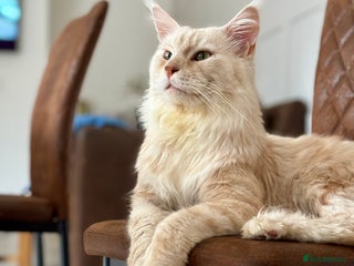 Maine Coon cats - Advert 15