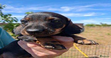 Dachshund dogs in King's Lynn - Advert 2