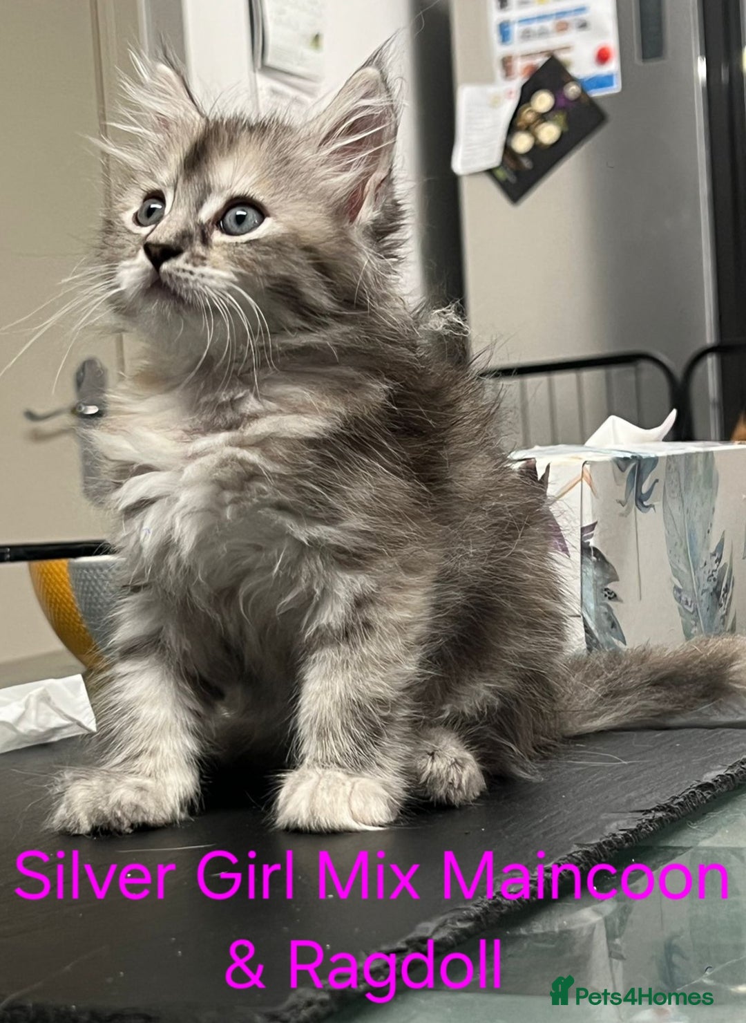 Maine Coon cats for sale: Maincoon Kitten For Sale - Image 13