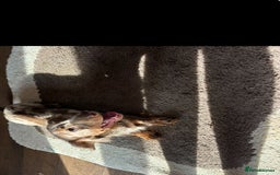 Miniature Dachshund dogs for stud:  BUMBO Miniature longhair dachshund stud - Image 3