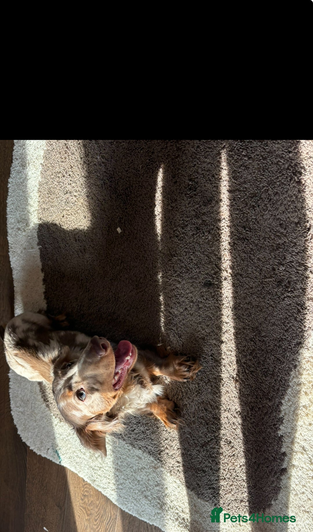 Miniature Dachshund dogs for stud:  BUMBO Miniature longhair dachshund stud - Image 3