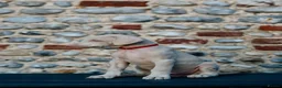 Dobermann dogs for sale: Exceptional White & Cream Doberman Puppies - Advert 20